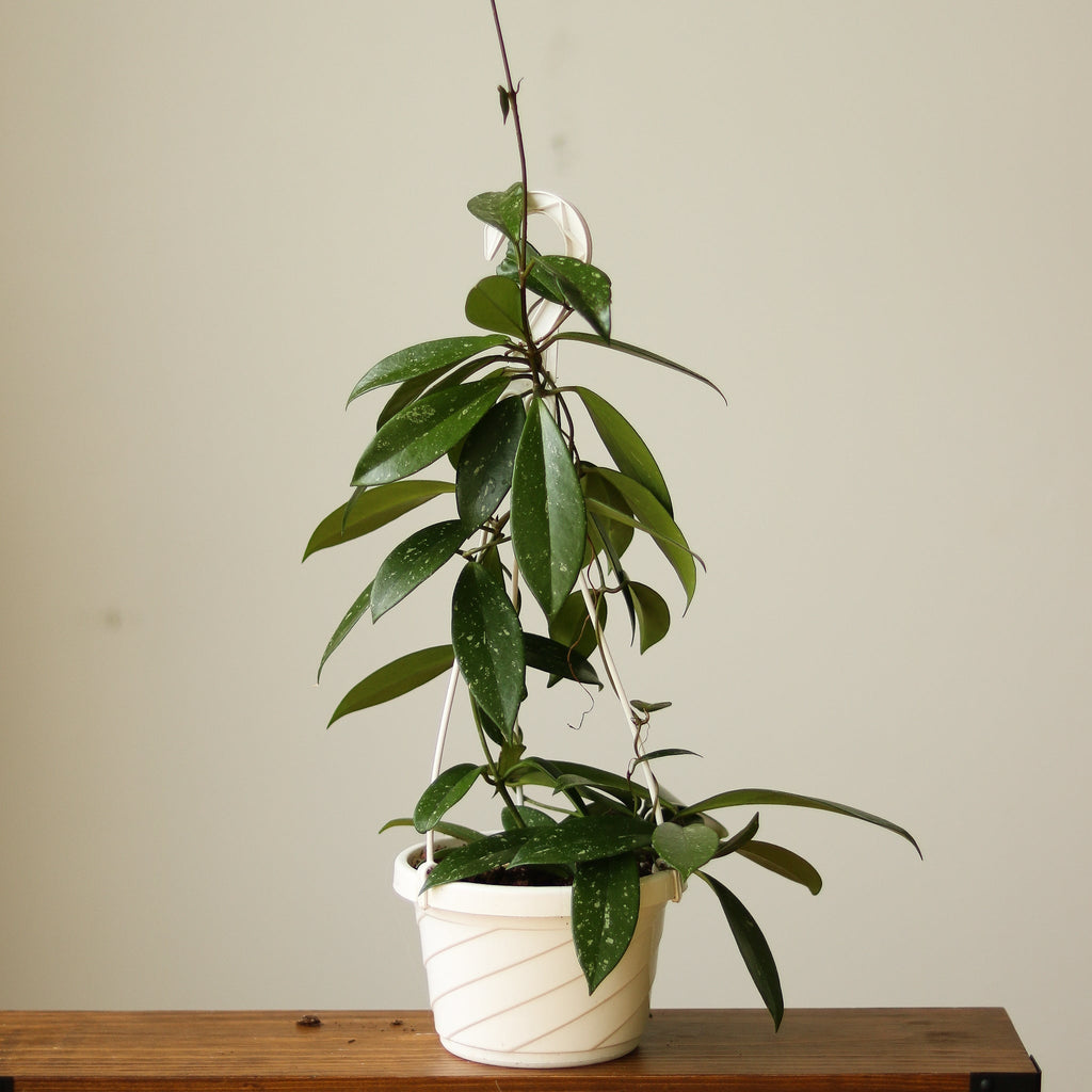 Hoya Pubicalyx 'Splash' Wax Plant - Ed's Plant Shop