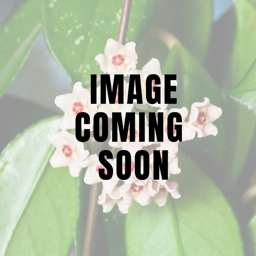 Hoya rangson - Colorful Waxvine Plant - Ed's Plant Shop