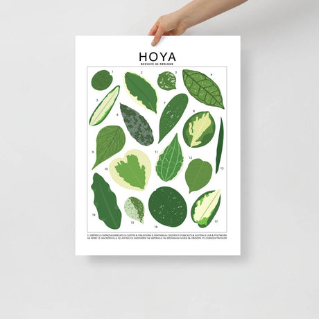 Hoya Species ID Chart - Botanical Houseplant Art Print - Ed's Plant Shop