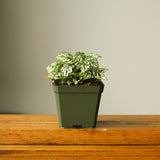 Hypoestes Phyllostachya 'Polka Dot Plant' - Ed's Plant Shop