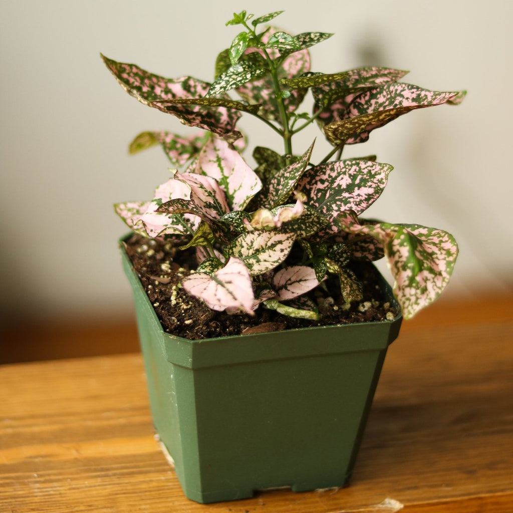 Hypoestes Phyllostachya 'Polka Dot Plant' - Ed's Plant Shop