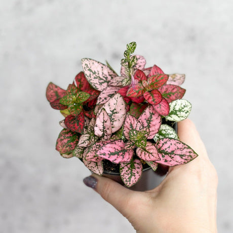 Hypoestes Phyllostachya 'Polka Dot Plant' - Ed's Plant Shop