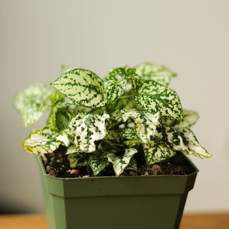 Hypoestes Phyllostachya 'Polka Dot Plant' - Ed's Plant Shop