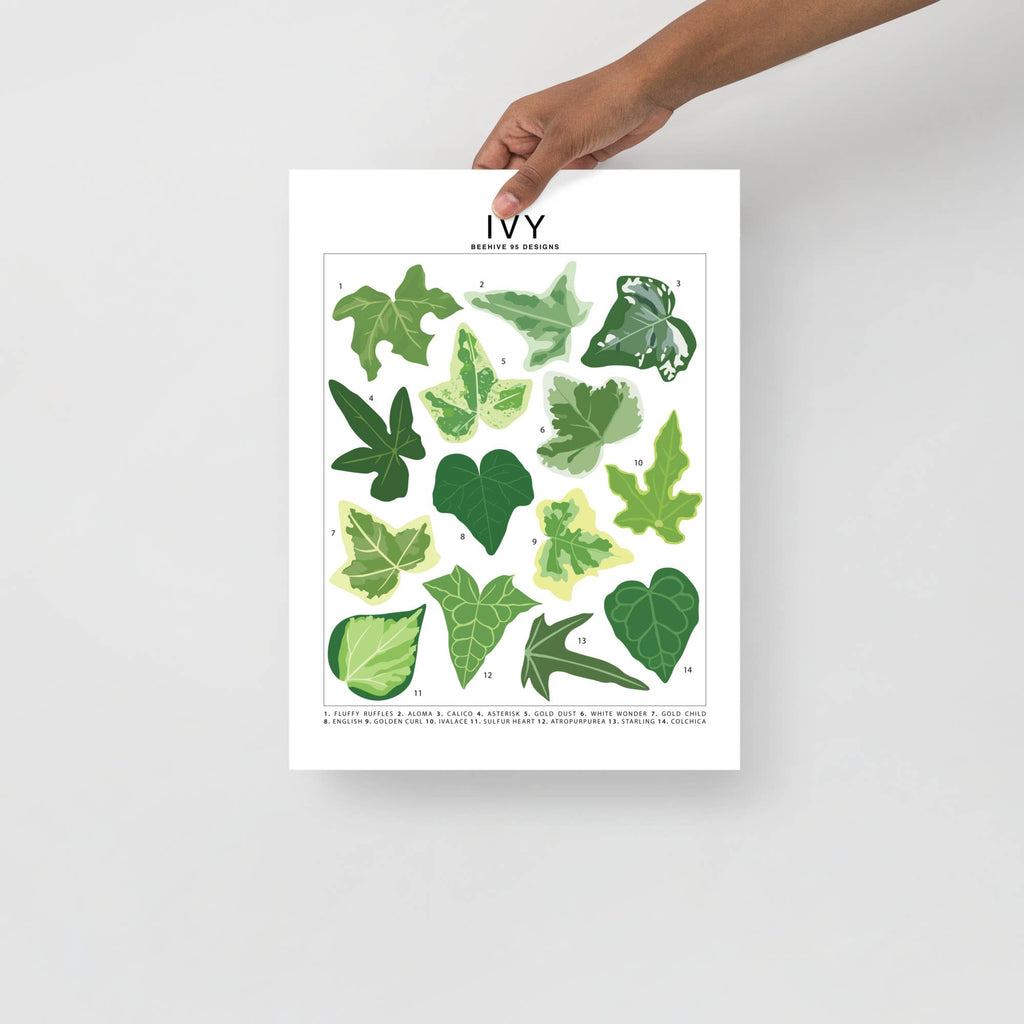 Ivy Species ID Chart - Botanical Houseplant Art Print - Ed's Plant Shop