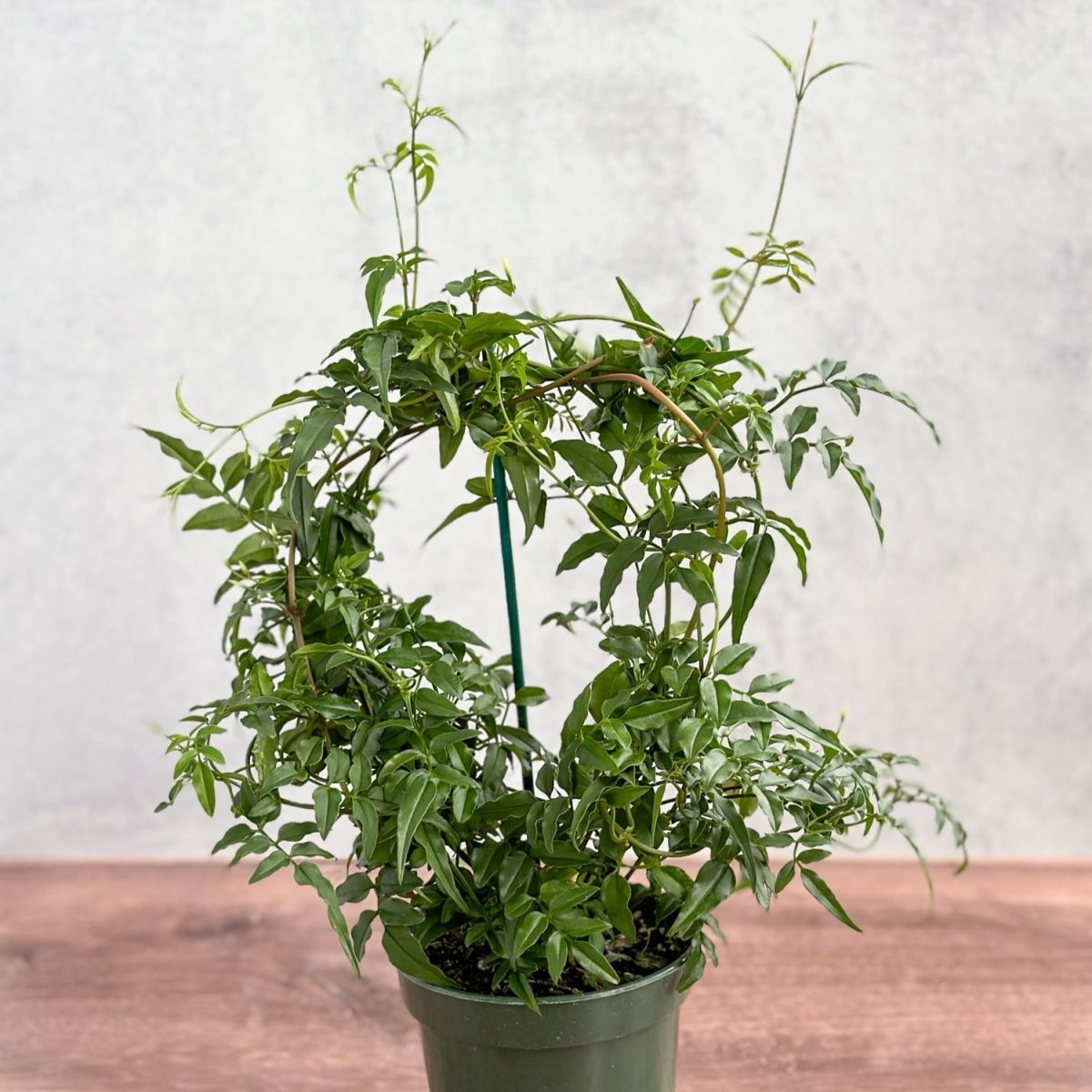 jasmine house plant care Jasmine polyanthum