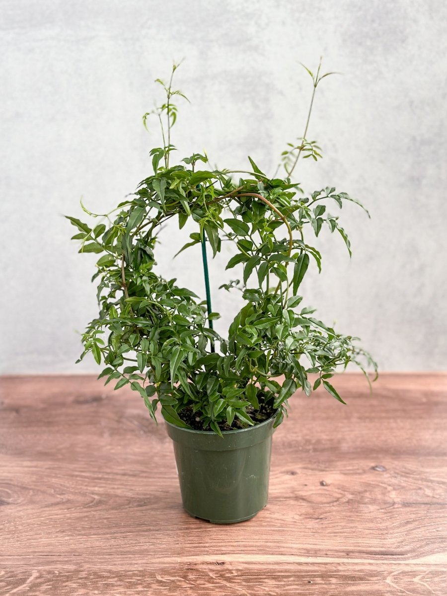 jasminum polyanthum indoor plant Jasmine polyanthum