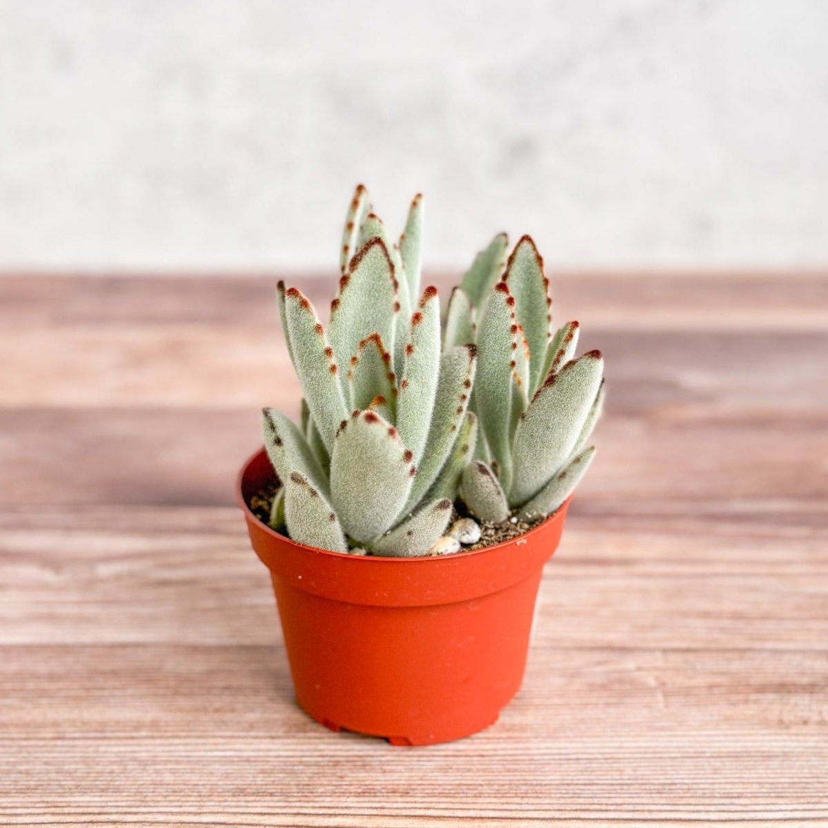 Kalanchoe tomentosa ‘Panda’ - Panda Plant - Ed's Plant Shop