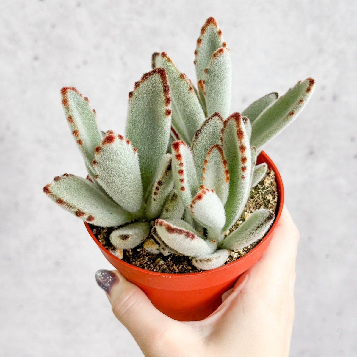 Kalanchoe tomentosa ‘Panda’ - Panda Plant - Ed's Plant Shop