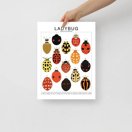 Ladybug Species ID Chart - Insects Fauna Art Print 8x10 - Ed's Plant Shop