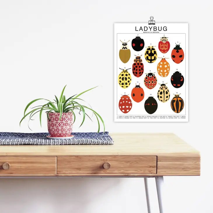 Ladybug Species ID Chart - Insects Fauna Art Print 8x10 - Ed's Plant Shop
