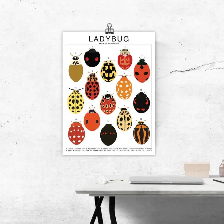 Ladybug Species ID Chart - Insects Fauna Art Print 8x10 - Ed's Plant Shop