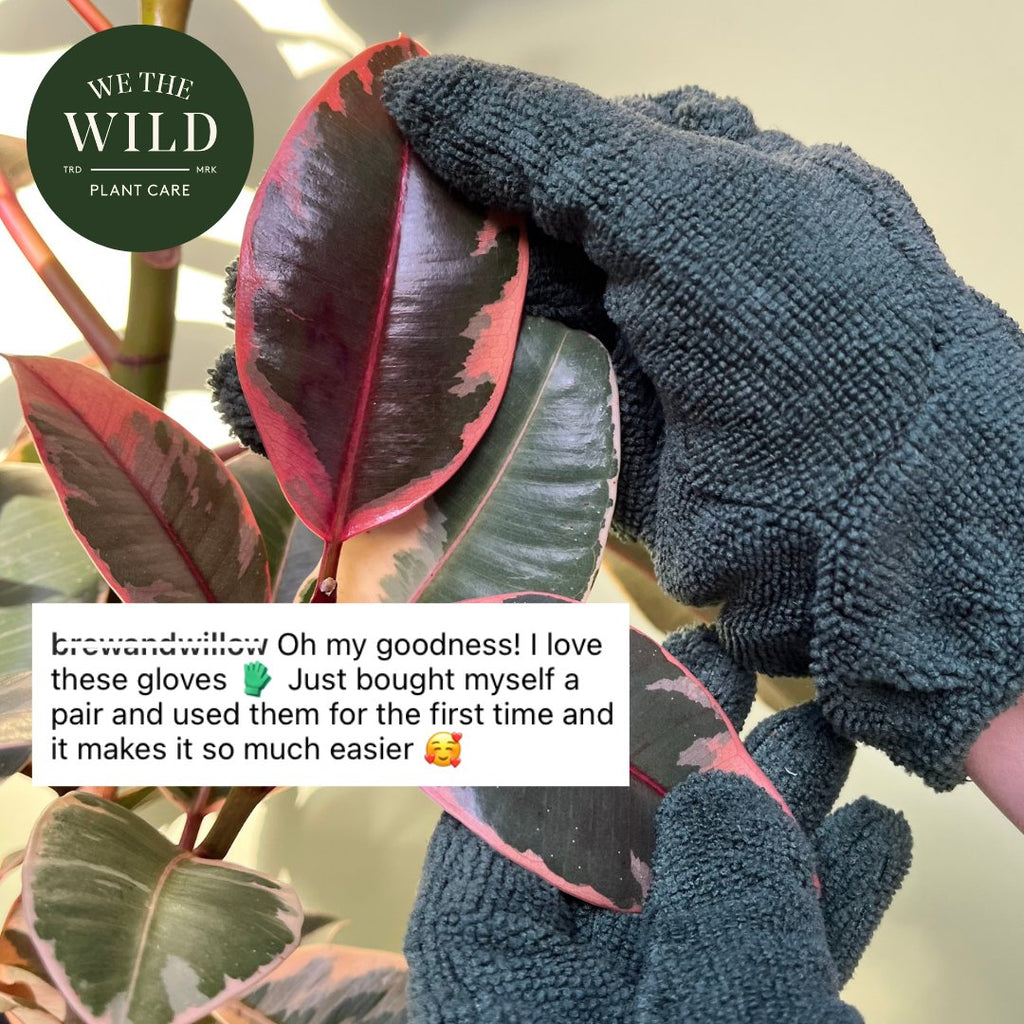 Leaf Cleaning Gloves - Ed's Plant Shop