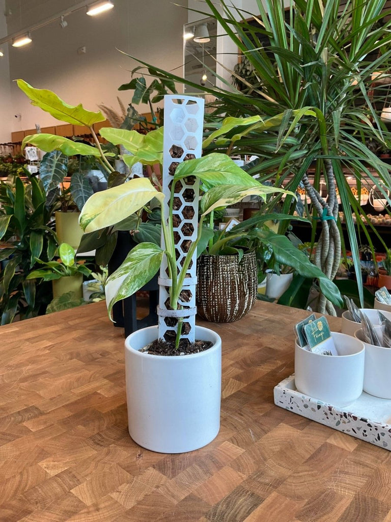 LITF Stackable Plant Support Pole- White - Ed's Plant Shop