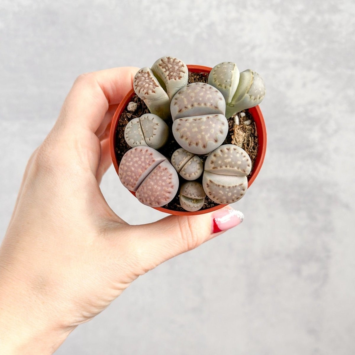 stone succulent plant Lithops
