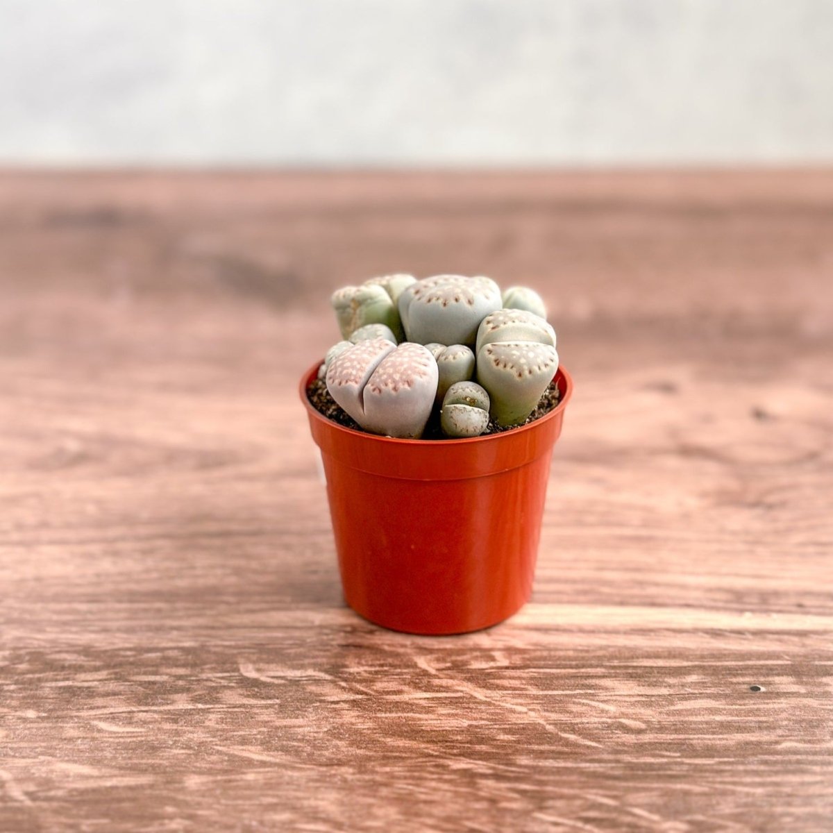 rock succulent lithops Lithops