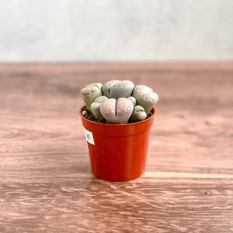 Lithops - Living Rock Plant - Ed's Plant Shop