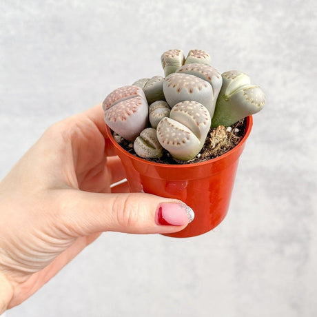 Lithops - Living Rock Plant - Ed's Plant Shop