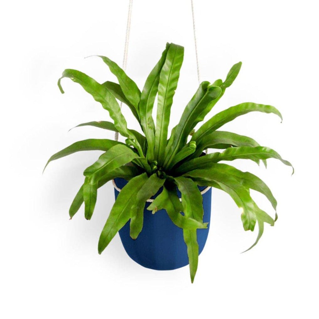 Loop Hanging Planter - Ed's Plant Shop