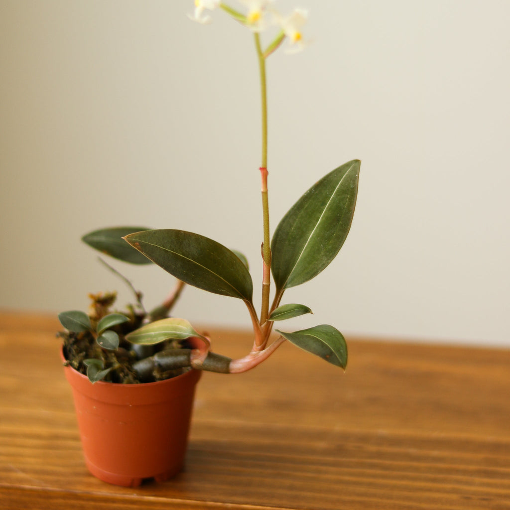 Ludisia Discolor - ‘Jewel Orchid’ var. Nigrescens - Ed's Plant Shop