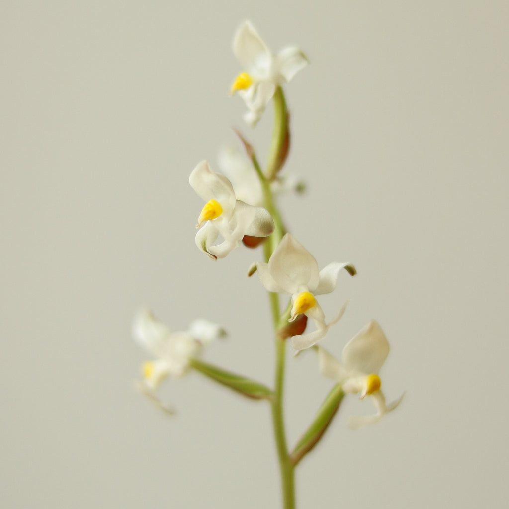 Ludisia Discolor - ‘Jewel Orchid’ var. Nigrescens - Ed's Plant Shop