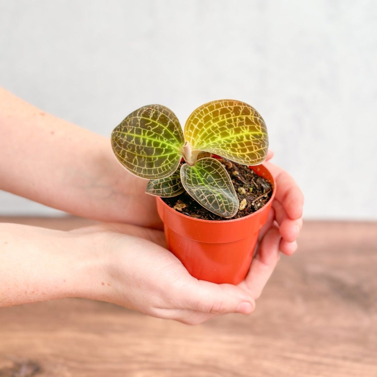 Macodes sanderiana x limii 'Gold Dust' - Gold Dust Jewel Orchid - Ed's Plant Shop