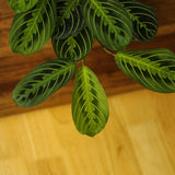 Maranta Leuconeura 'Lemon Lime Prayer Plant' - Ed's Plant Shop