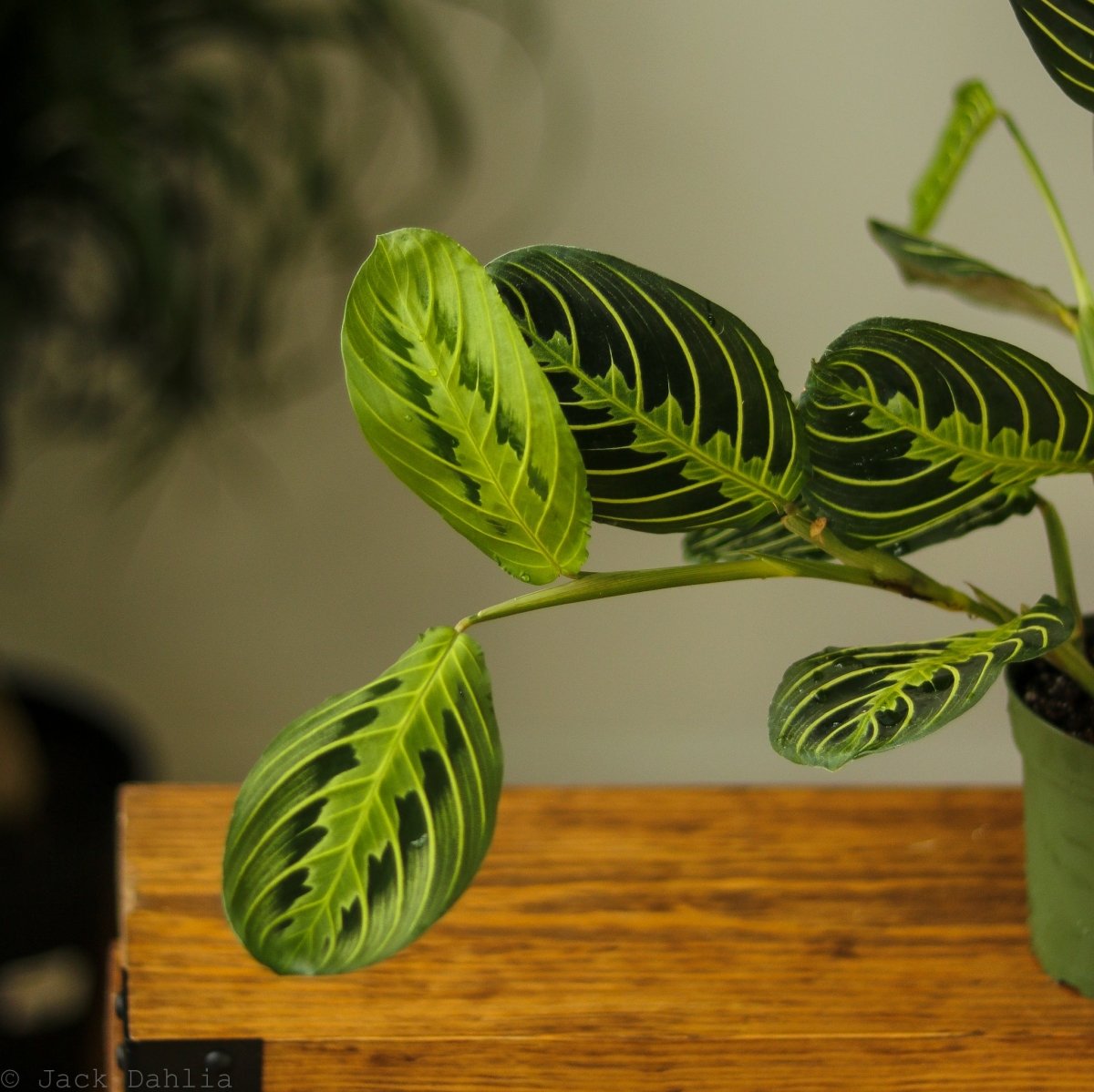 Maranta Leuconeura 'Lemon Lime Prayer Plant' - Ed's Plant Shop