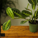 Maranta Leuconeura 'Lemon Lime Prayer Plant' - Ed's Plant Shop