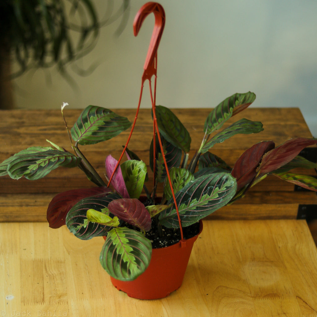 Maranta Leuconeura 'Red Prayer Plant' - Ed's Plant Shop