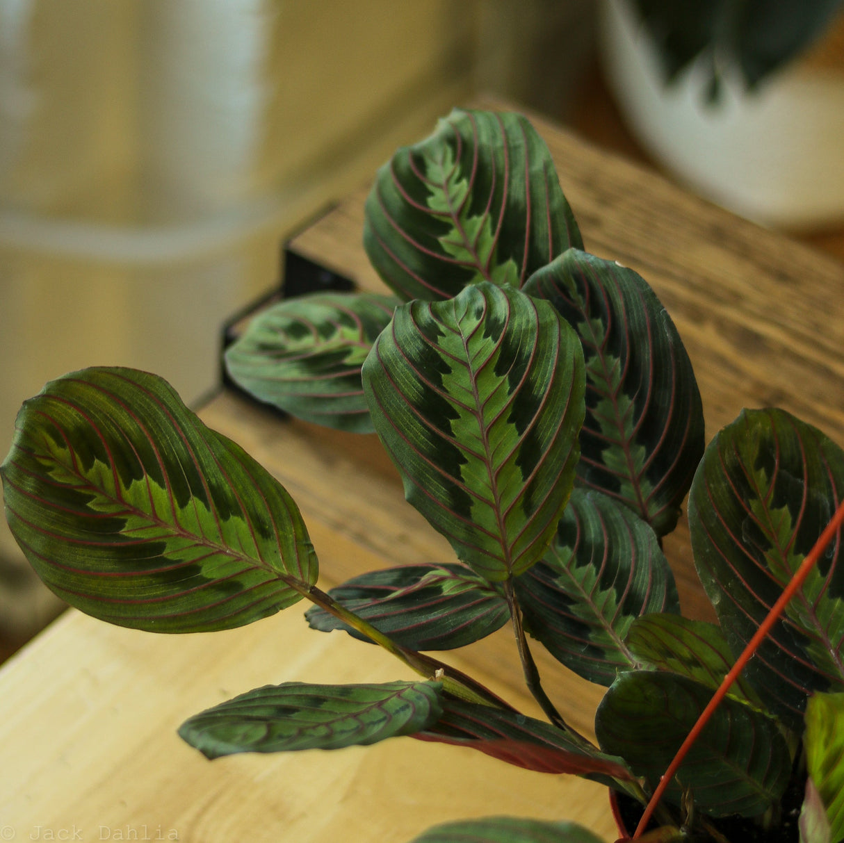 Maranta Leuconeura 'Red Prayer Plant' - Ed's Plant Shop