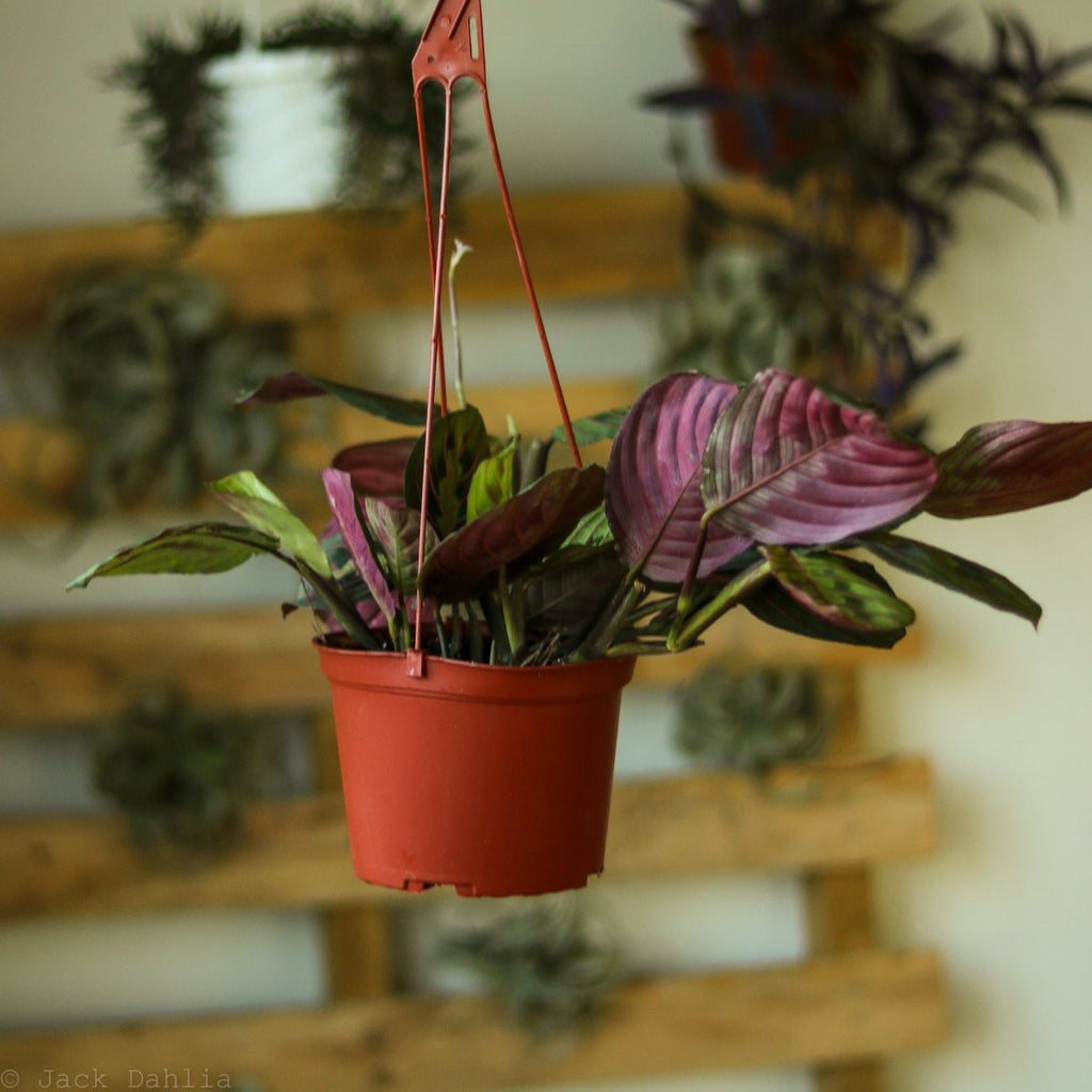 Maranta Leuconeura 'Red Prayer Plant' - 8" Hanging Basket - Ed's Plant Shop