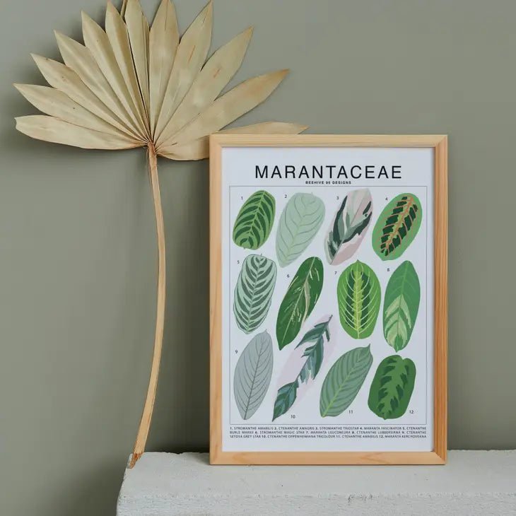 Marantaceae Species ID Chart -Botanical Houseplant Art Print - Ed's Plant Shop