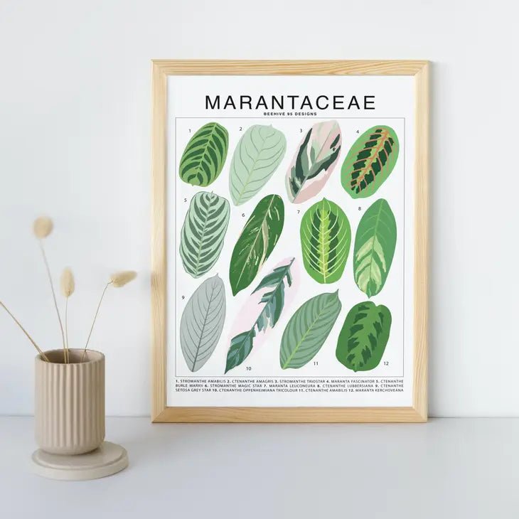 Marantaceae Species ID Chart -Botanical Houseplant Art Print - Ed's Plant Shop
