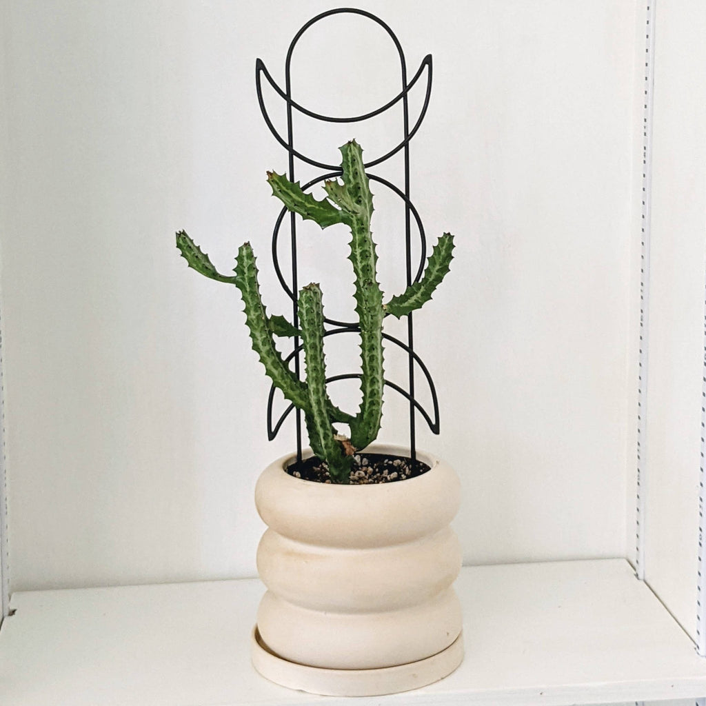 Sturdy Plant Totem Poles for Indoor Growth and Support – Ed's Plant Shop