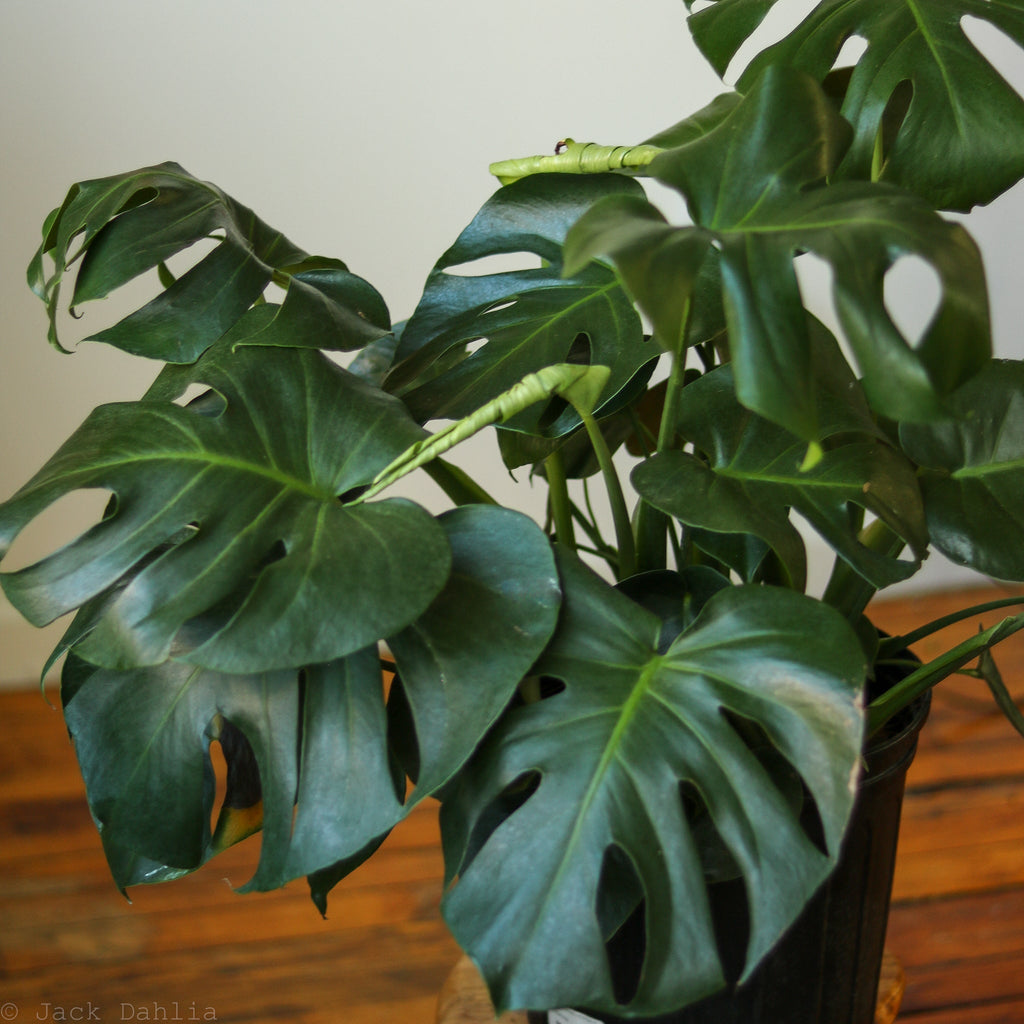 Monstera deliciosa - In Store Only - Ed's Plant Shop