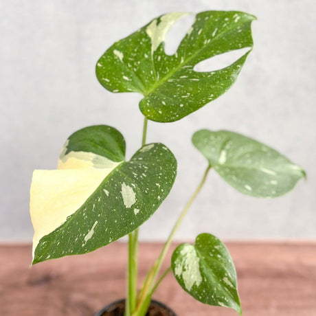 Monstera deliciosa 'Thai Constellation' - Ed's Plant Shop