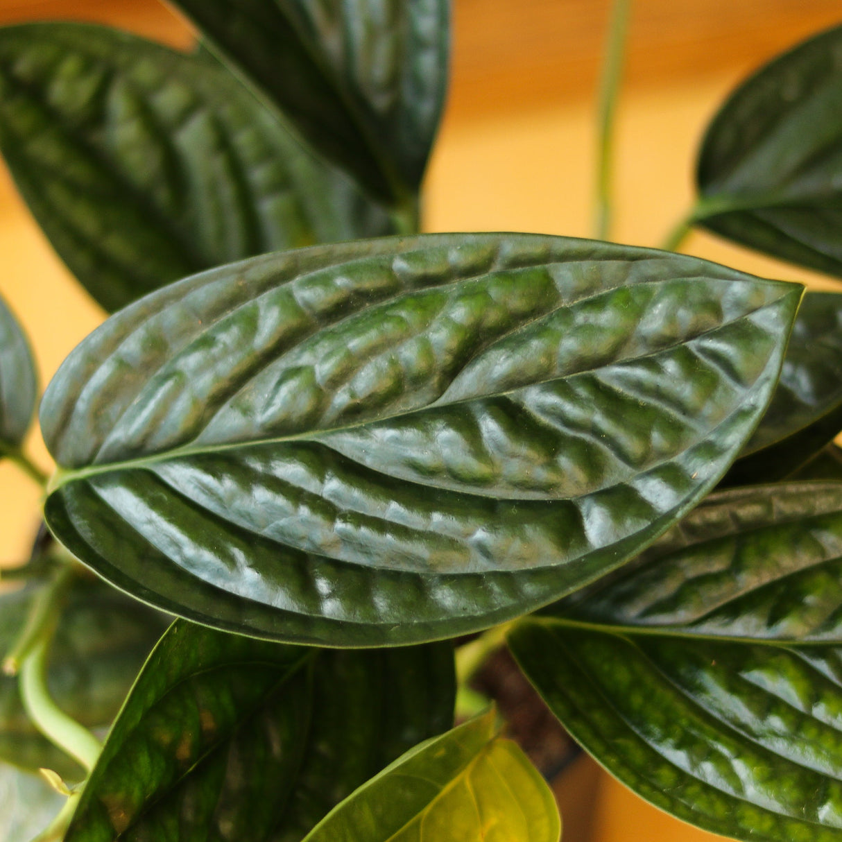 Monstera Karstenianum - ‘Monstera Peru’ - Ed's Plant Shop