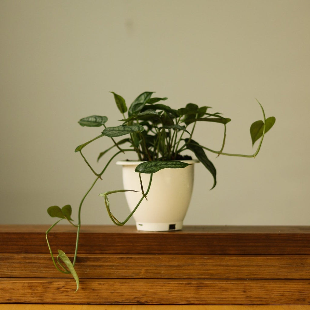 Monstera siltepecana Hanging Basket - Exotic Leafy Elegance - Ed's Plant Shop