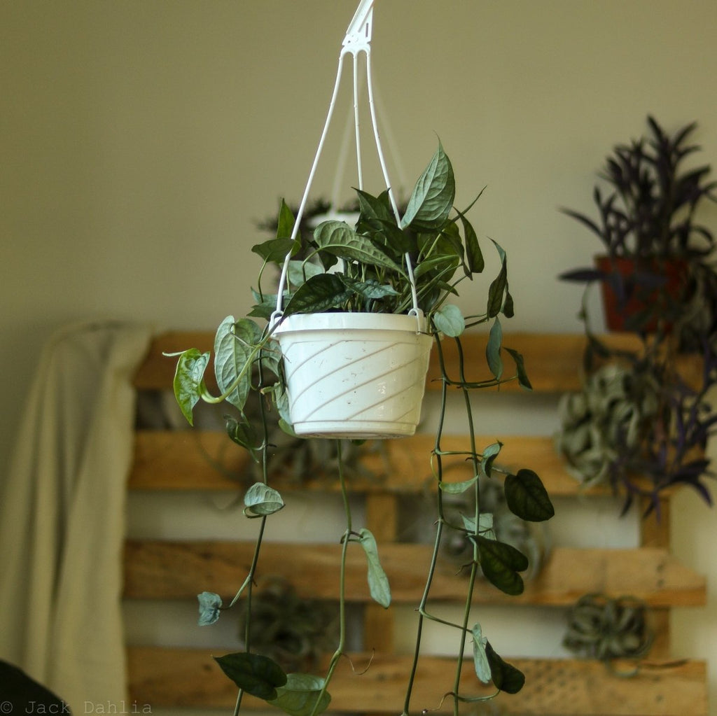 Monstera siltepecana Hanging Basket - Exotic Leafy Elegance - Ed's Plant Shop