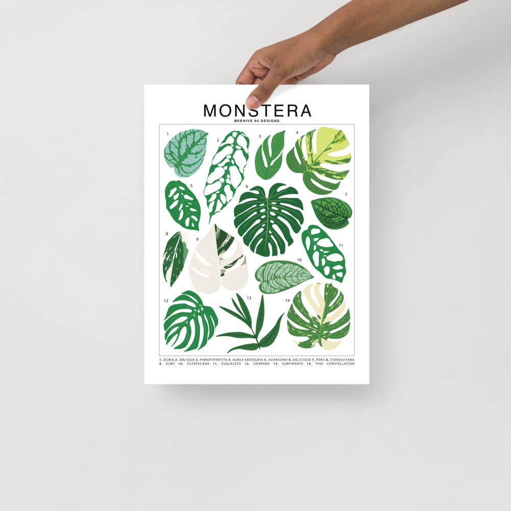 Monstera Species ID Chart - Botanical Houseplant Art Print - Ed's Plant Shop