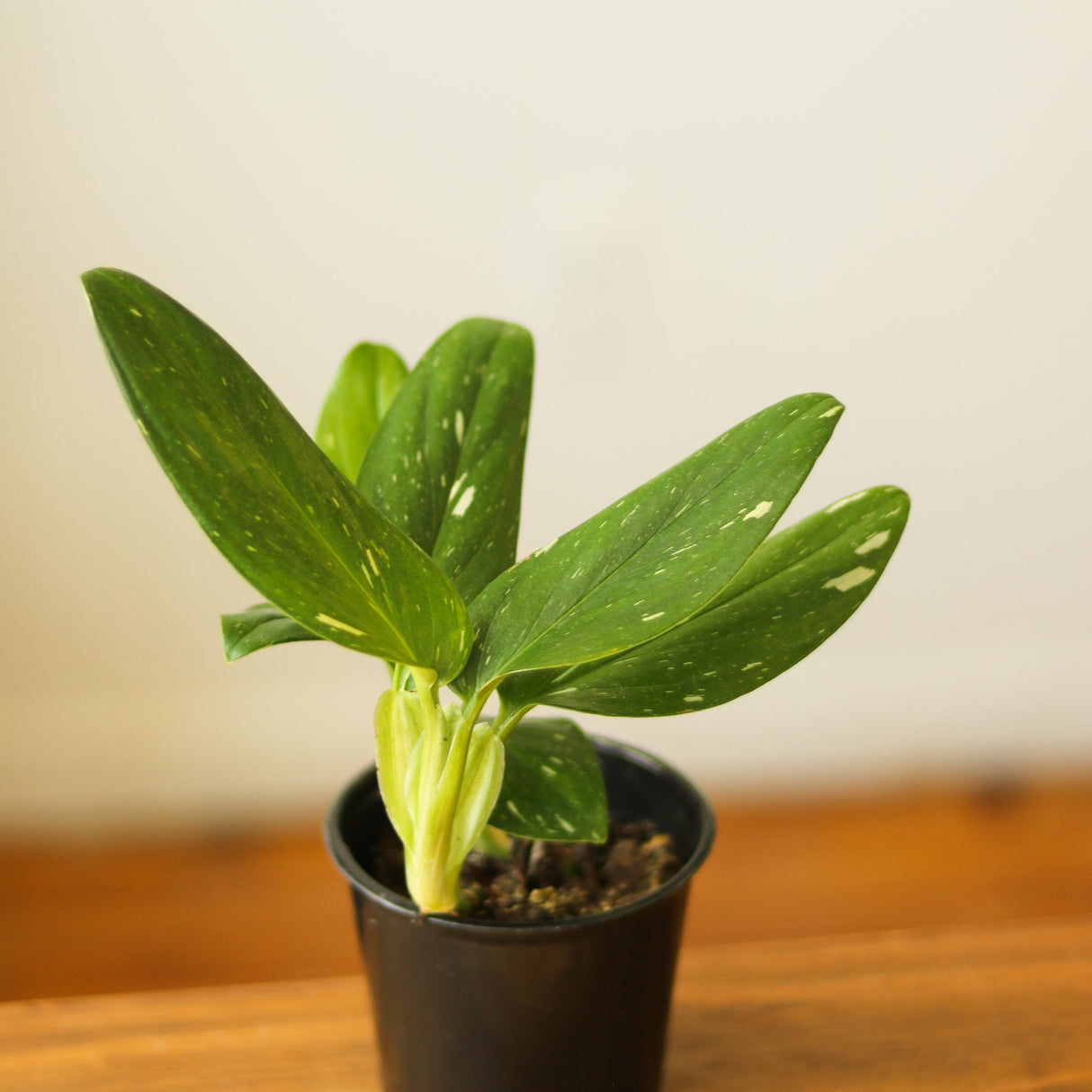 Monstera standleyana albo - Ed's Plant Shop