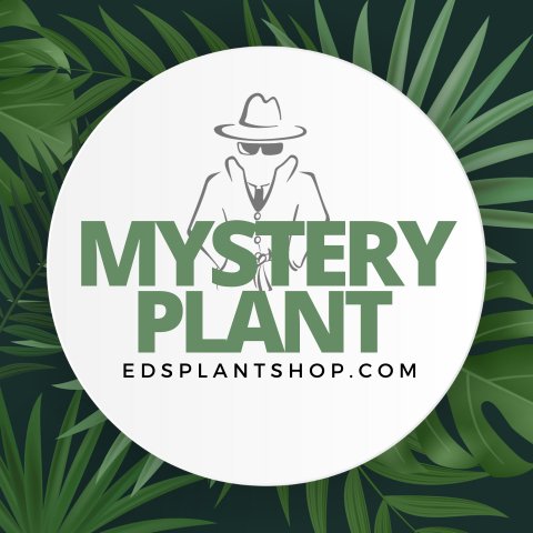 Mystery Plant - | Ed's Plant Shop - Ed's Plant Shop