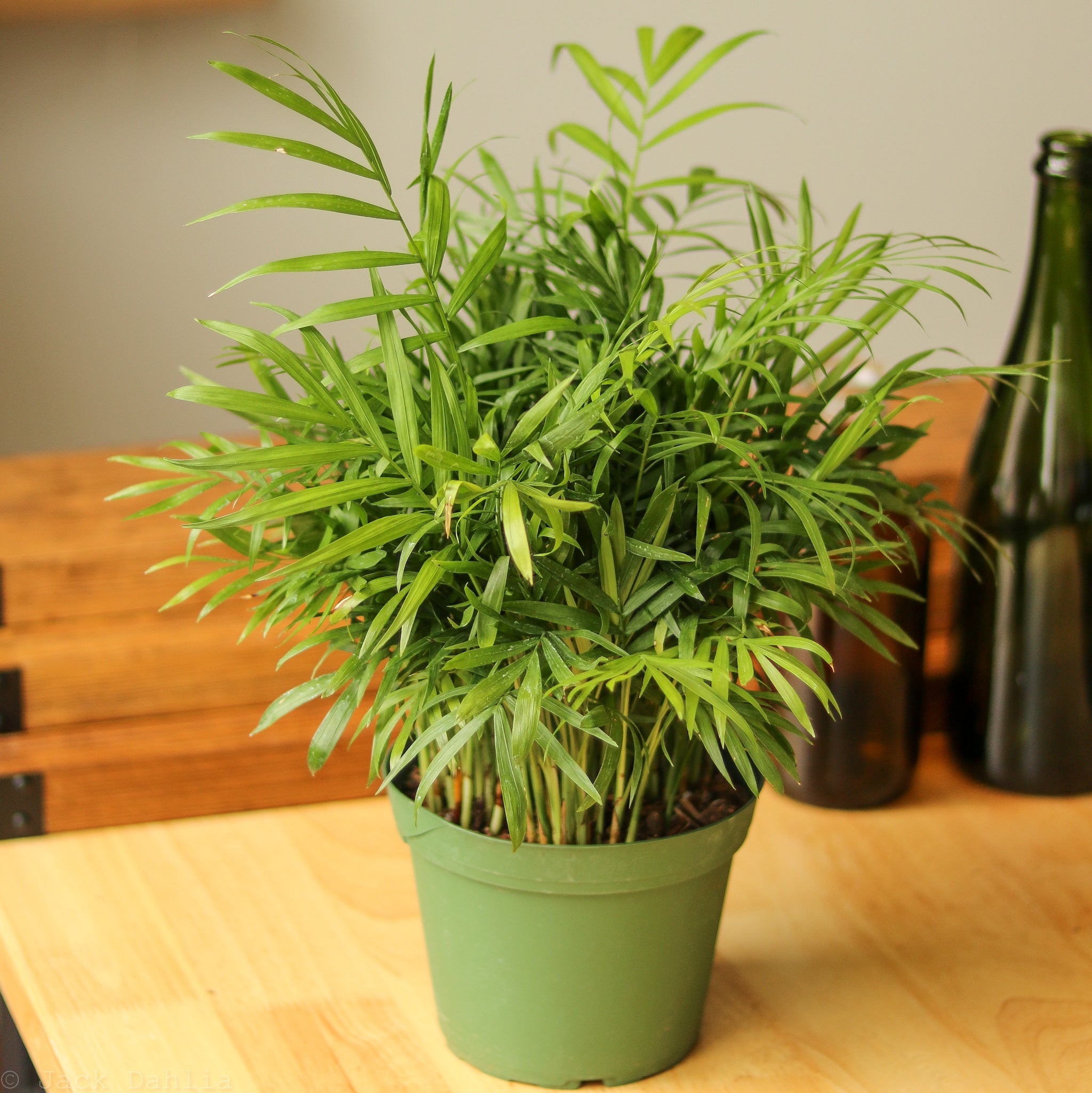 Chamaedorea Elegans Care chamaedorea-elegans-care