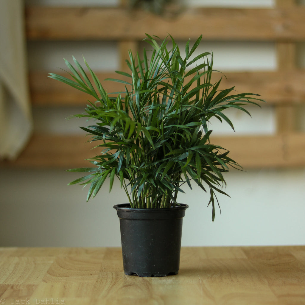 Chamaedorea Seifrizii ‘Cat Palm’ - Ed's Plant Shop