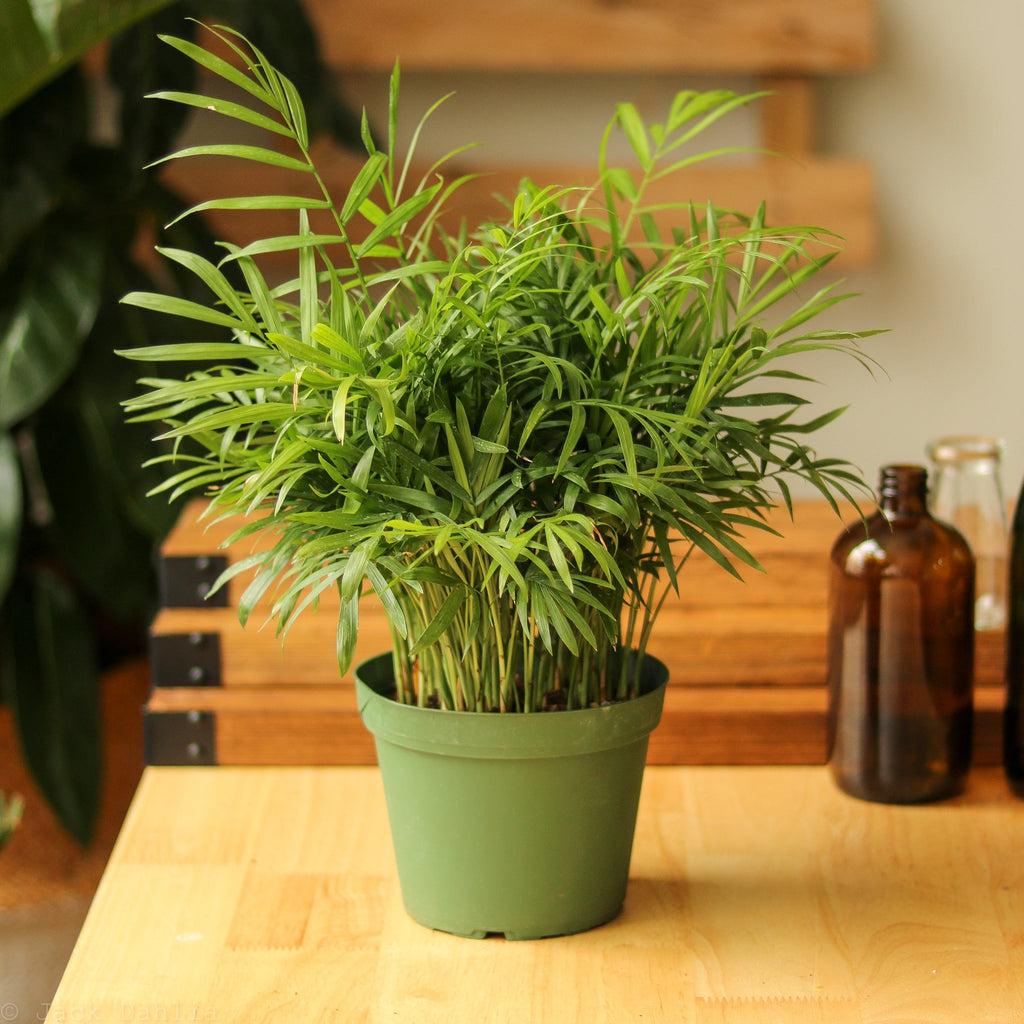 Chamaedorea Seifrizii ‘Cat Palm’ - Ed's Plant Shop