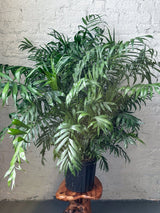 Neanthe - Bella Palm - Floor Plant - Ed's Plant Shop