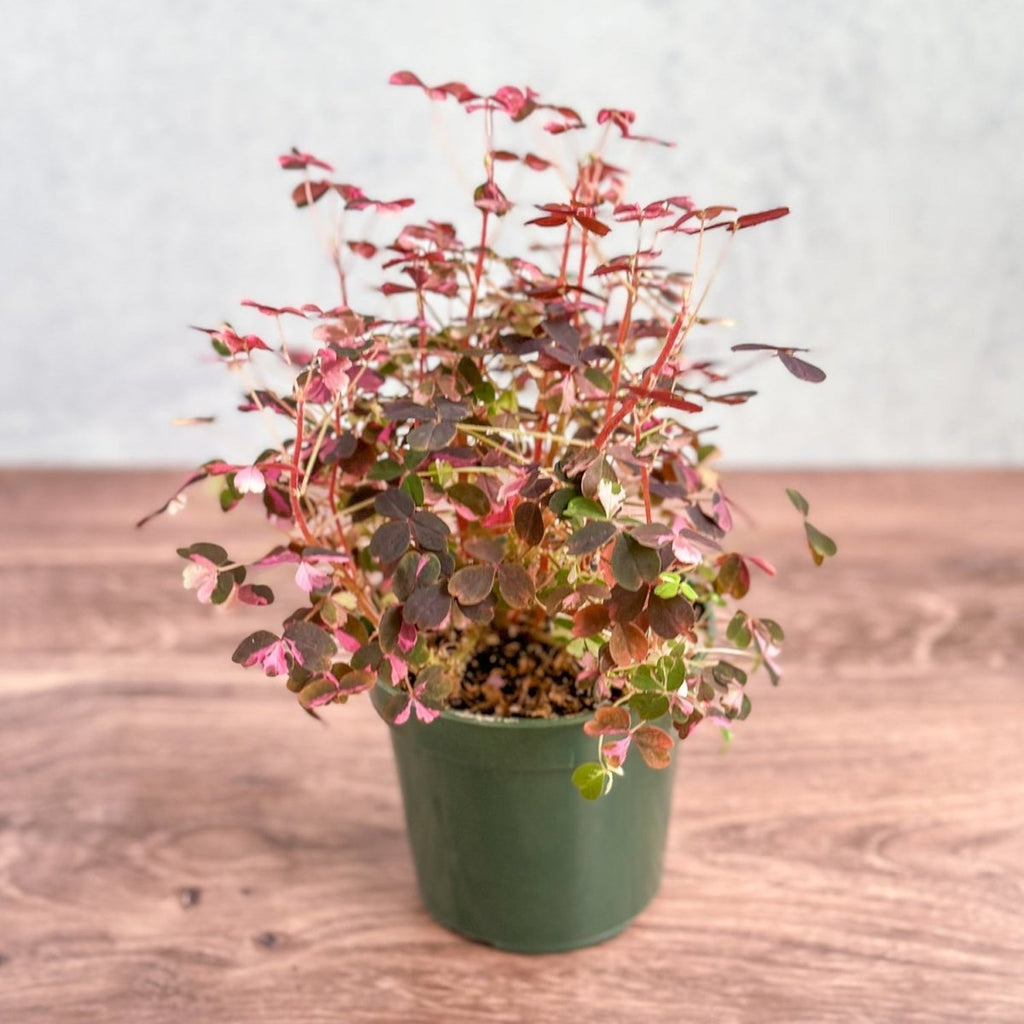 Oxalis bicolor - Candy Cane Shamrock - Ed's Plant Shop