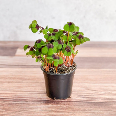 Oxalis Tetraphylla - Iron Cross - Ed's Plant Shop