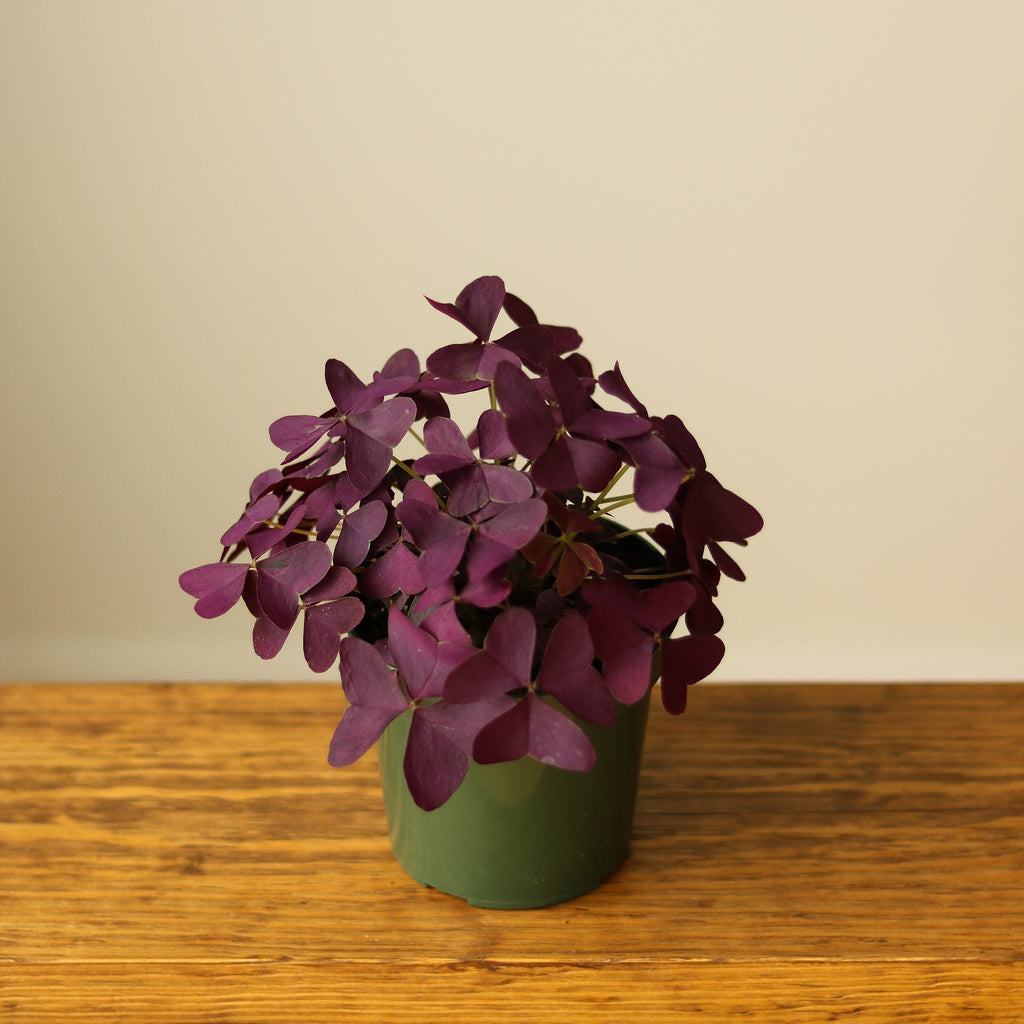 Oxalis triangularis - ‘Purple Shamrock' - Ed's Plant Shop