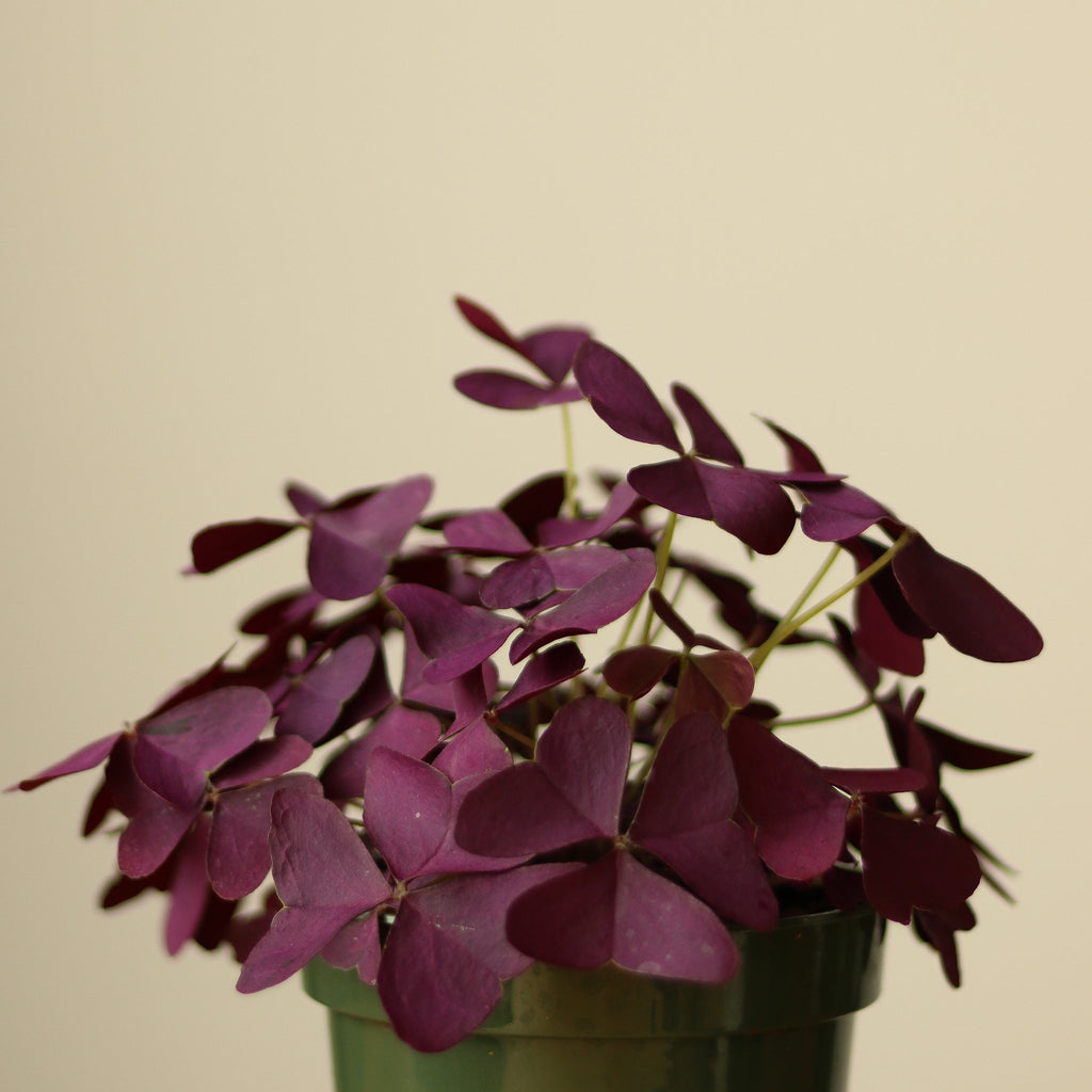 Oxalis triangularis - ‘Purple Shamrock' - Ed's Plant Shop